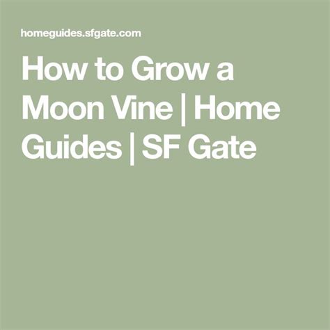 How To Grow A Moon Vine Home Guides Sf Gate Moon Flower Fast