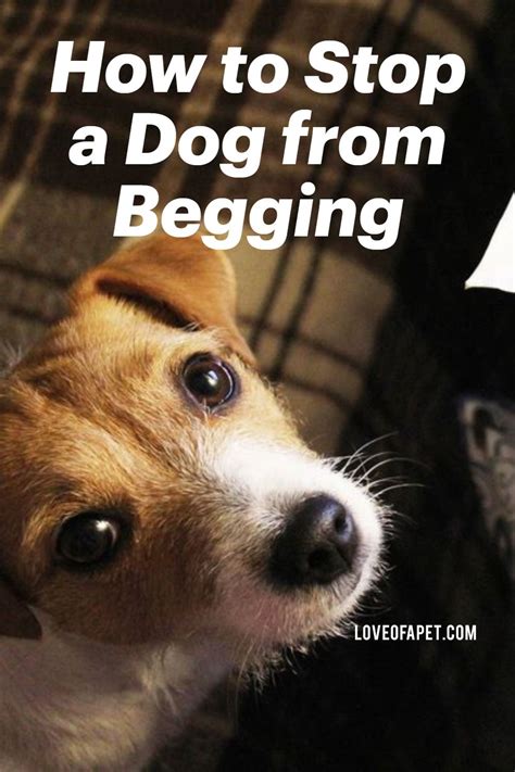 How To Stop A Dog From Begging 7 Easy Steps Love Of A Pet Dogs