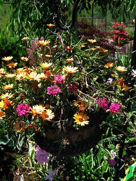 Container Garden Ideas Hanging Basket For Full Sun 003