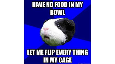 Funny Guinea Pig Memes Youtube