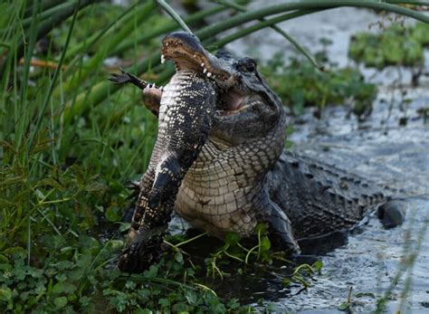 Photographer Captures Cannibal Alligator Eating Another Gator Petapixel