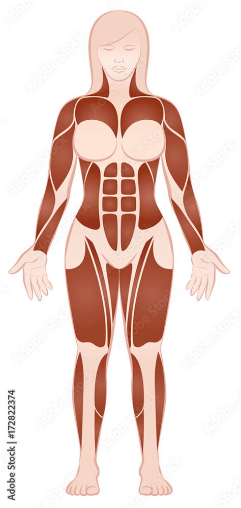 Muscle Groups Of A Muscular Female Body With Pecs Abs Deltoids