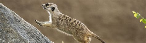 Tiny Mighty Meerkats San Diego Zoo Wildlife Alliance Stories
