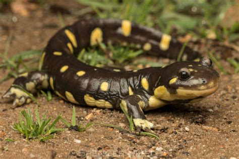 California Tiger Salamander Ambystoma Californiense Inaturalist