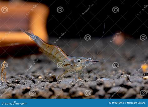 Long Nose Dwarf Shrimp Look For Food In Aquatic Soil And Stay Among