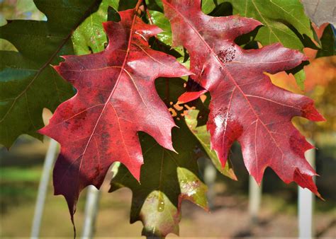 Northern Red Oak Fall Leaves Next Generation Landscape