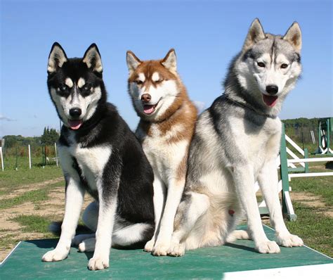 Fotos De Huskys Siberianos Cachorros