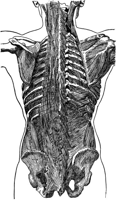 So we really needed to show that. Deep Muscles of the Trunk of the Body | ClipArt ETC