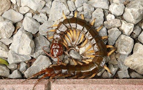 Blog How Are Centipedes And Millipedes Getting Into My Home
