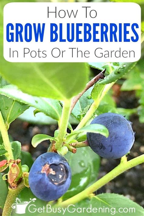 How To Grow Blueberries In Pots Or The Garden Growing Blueberries