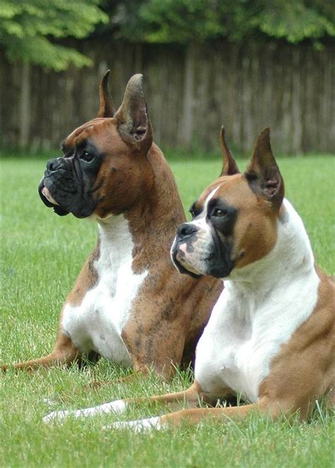 20 Cute American Boxer Dog Pictures You Will Love Boxer Dog Pictures