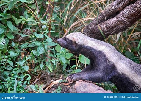 Honey Badger Kruger National Park Stock Photo Image Of Undergrowth