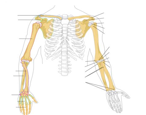 Human Anatomy Arm Bones Quiz