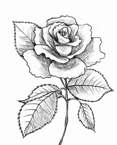 Bunga Sketsa Mawar Gambar Contoh Mudah Untuk
