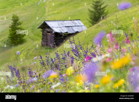 Meadow Wildflowers Europe Hi Res Stock Photography And Images Alamy