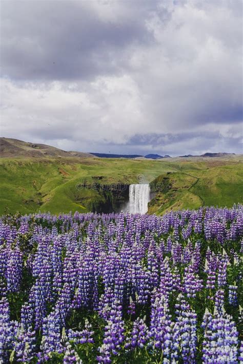 418 Lupine Flowers Meadow Iceland Stock Photos Free And Royalty Free