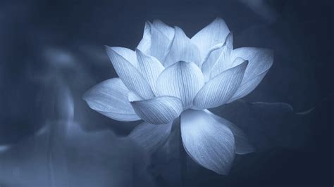 White Lotus Wallpaper Hd Wallpaper White Lotus Flower On Body Of