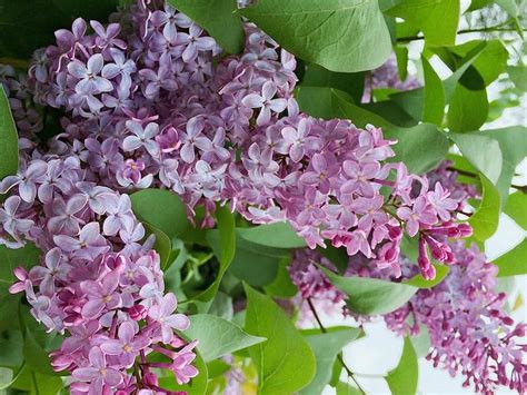 Spring Lilacs Lilac Lovely Spring Flowers Hd Wallpaper Peakpx