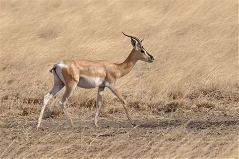 Ethiopias Endemic Mammals Naturetrek