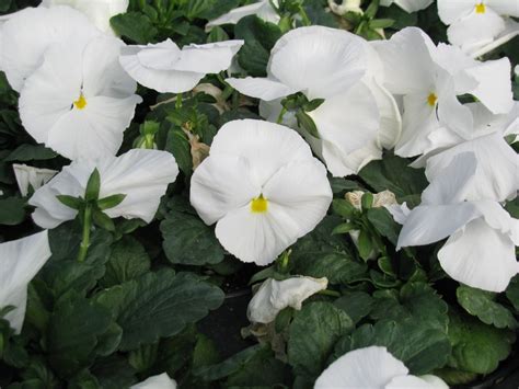 Pansy Delta Pure White 4213 Pansies Flowers Plants