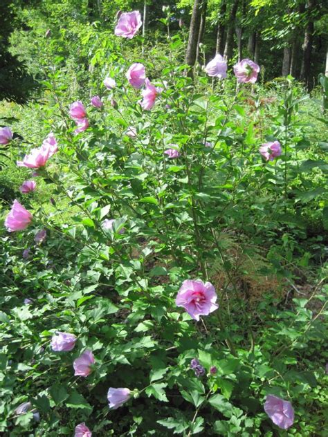 Rose Of Sharon And Hardy Hibiscus For The Fall Old Farmers Almanac
