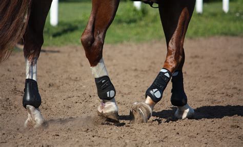 Preventing Tendon And Ligament Injuries In Horses Dutchess County Ny