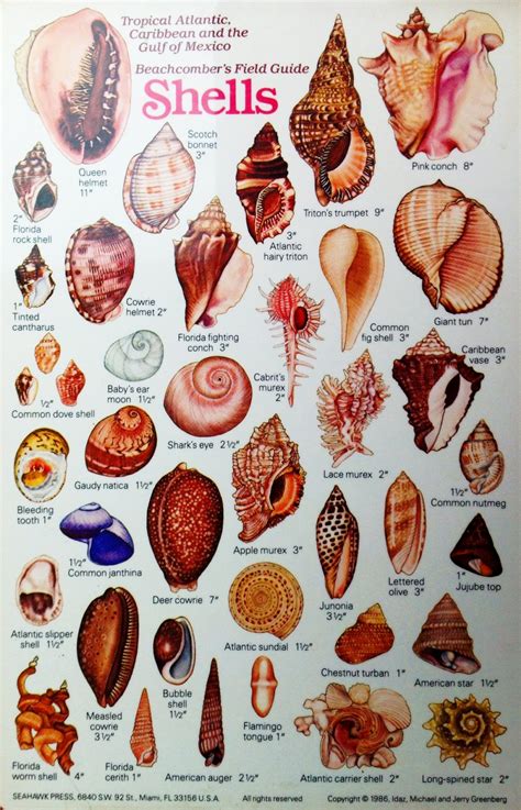 Beachcombers Field Guide Shells Chart 18x28 45cm70cm Poster