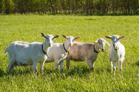 Herd Of White Goats In Green Grassy Meadow Stock Photo Image Of Group