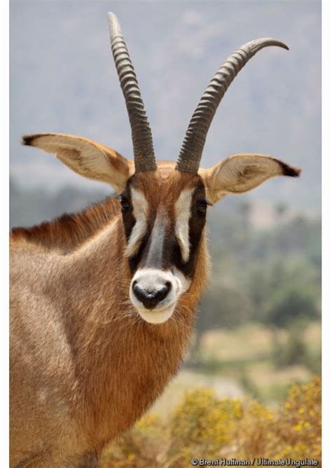 Roan Antelope Hippotragus Equinus The Largest Antelope Species