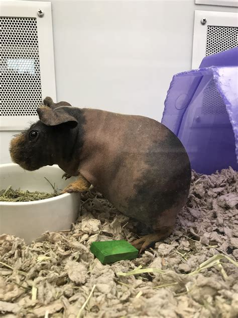 Are We Posting Hairless Guinea Pigs Now Heres One I Found At Petsmart