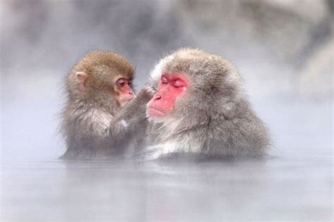 40 Things To Do In And Around Nagano Snow Monkey Resorts