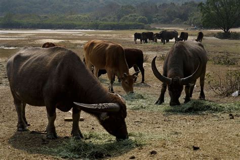 Ap Photos Year Of Ox Puts Focus On Hong Kongs Wild Bovines