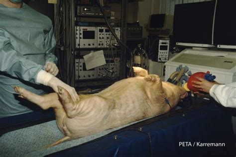 However, immunological barriers are limiting. Tierversuche für Transplantationen: Wie eine Organspende Tieren hilft - PETA Deutschland e.V.
