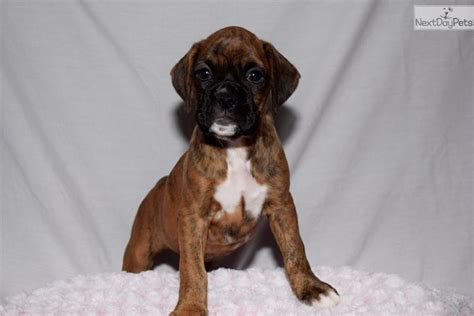 Boxer puppies born march nineteenth are starting their search for their forever homes. Ginger: Boxer puppy for sale near Kansas City, Missouri. | ec1ddb91-6291
