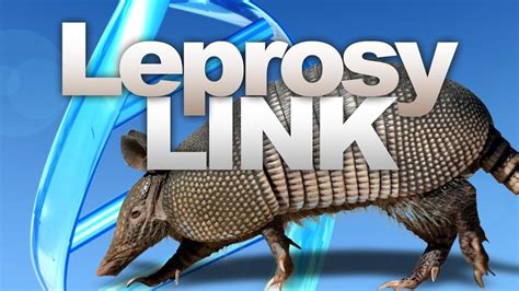 Armadillos Cause Spike In Leprosy Cases In Florida