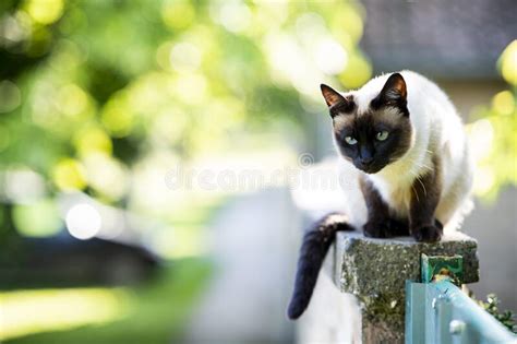 A Siamese Cat With Blue Eyes Is Sitting Stock Photo Image Of Blue