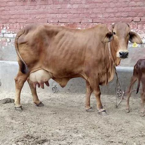 Haryana Sahiwal Cow At Best Price In Karnal Haryana Sahiwal Dairy Farm