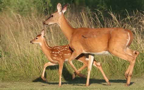 Dispersal Behavior Among White Tailed Deer In Central And Northern Illinois