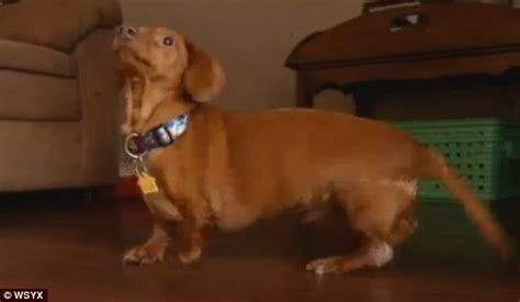 Obese Dachshund Dennis Sheds 43 Pounds After A Year Of Dieting Daily
