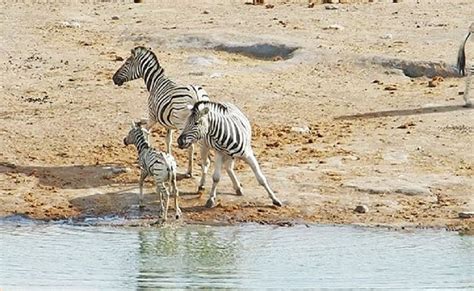 Mommy Zebra Gets Revenge On Babys Attacker