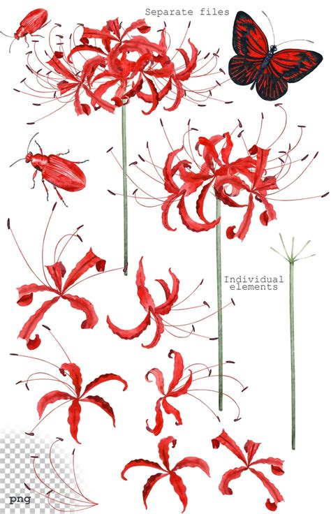 Watercolor Red Spider Lily Clipart Floral Clipart Etsy Lilies Drawing