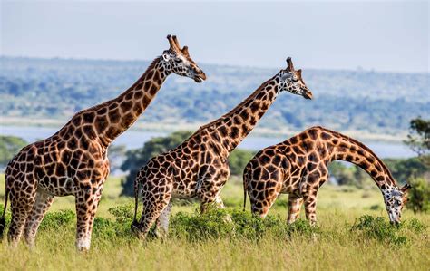 Why One Should Visit Uganda Uganda Safaris Tours Uganda Tours