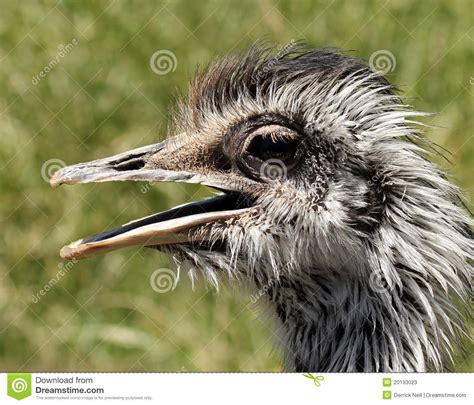 A Flightless Rhea Native To South America Stock Image Image Of