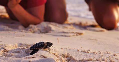 Turtles In Zakynthos How To See Them And Where To Find Them Useful Info