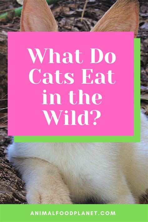 What Do Cats Eat In The Wild 3 Surprising Types Of Food