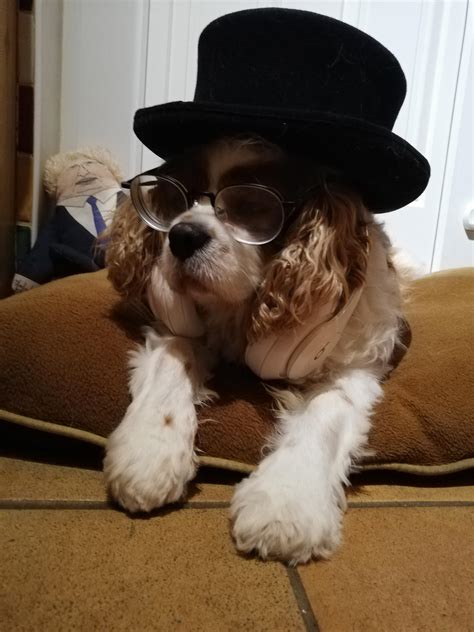 A Dog Wearing A Top Hat Glasses And Headphones Most Importantly He