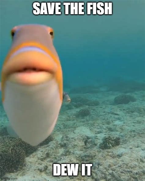 Staring Fish Memes Imgflip