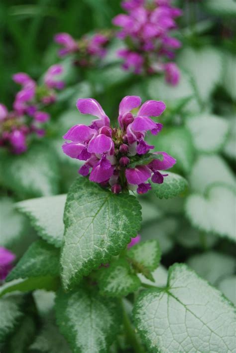 Purple dragon lamium has masses of beautiful spikes of purple flowers rising above the foliage from mid spring to late summer, which are most the fruit is not ornamentally significant. Lamium maculatum 'Purple Dragon' | Ground cover plants ...