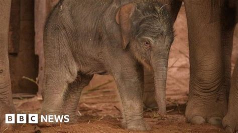 Elephant Birth Captured On Chester Zoo Cctv Bbc News
