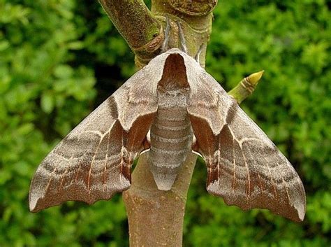 One Eyed Sphinx Moth Smerinthus Cerisyi Moth Beautiful Bugs Sphinx